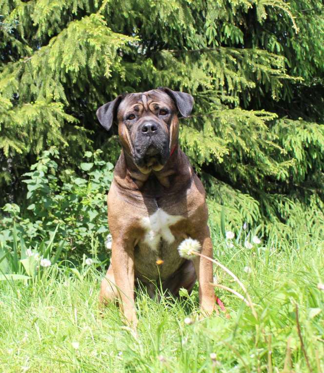 Собаки в Брянске: Предлагаются щенки Кане Корсо Девочка, 50 000 руб. - фото 4