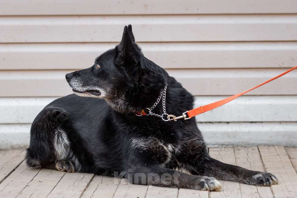 Собаки в Москве: Кама Девочка, Бесплатно - фото 14