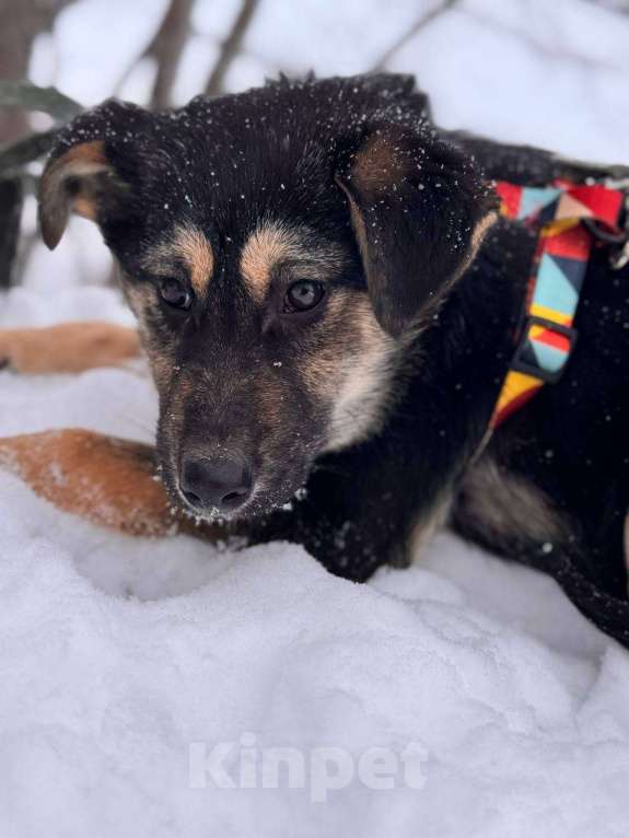 Собаки в Уфе: Щенок Девочка, 300 руб. - фото 5