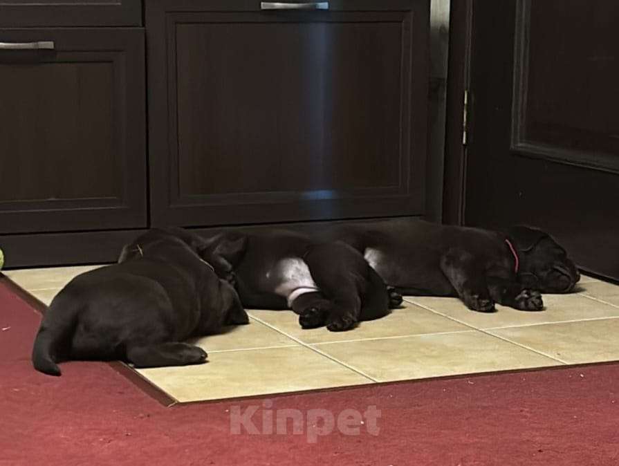 Собаки в Люберцах: ЭЛИТНЫЙ ЩЕНОК ЛАБРАДОРА- РЕТРИВЕРА, ШОКОЛАДНОГО ОКРАСА Девочка, 100 000 руб. - фото 2