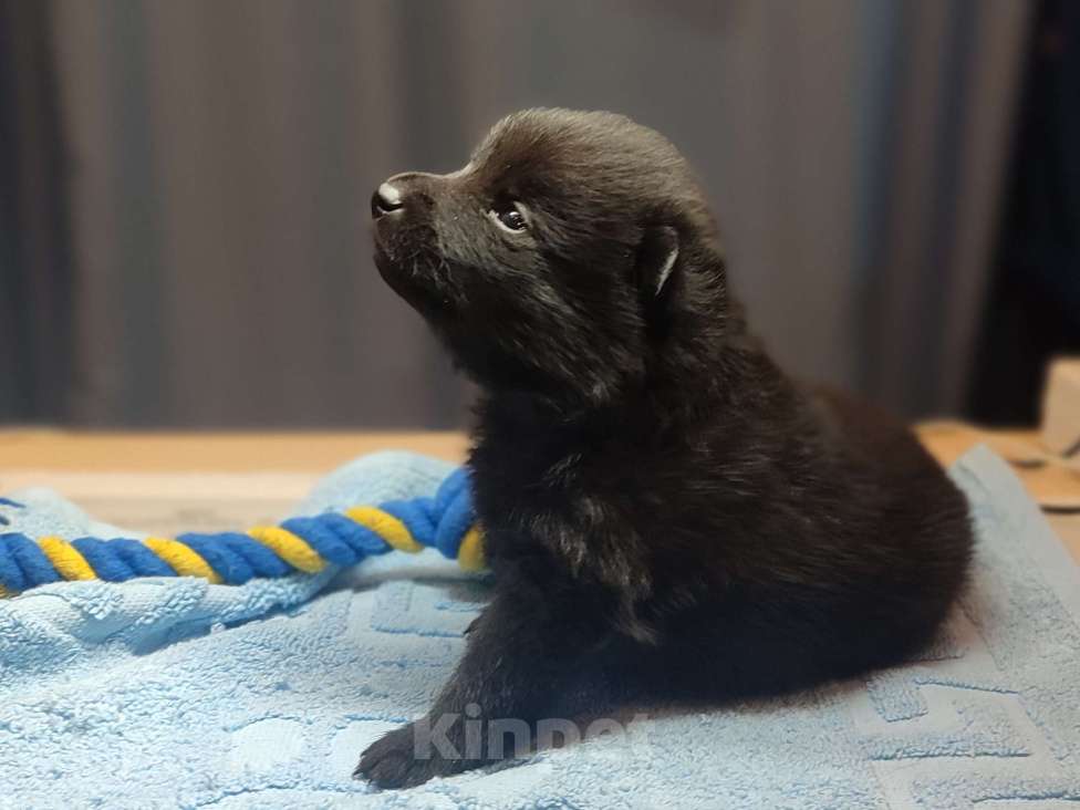 Собаки в Раменском: Щенки шипперке от титулованных родителей в домашних условиях (Фиолетовая) Девочка, 85 000 руб. - фото 3