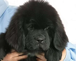 Собаки в Москве: Щенок ньюфаундленд продажа Девочка, 100 000 руб. - фото 1