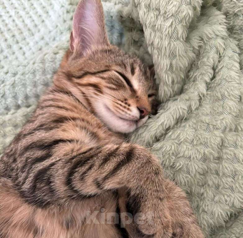 Кошки в Москве: Котенок Марсик спит и видит сон, как его забирают в семью Мальчик, Бесплатно - фото 2