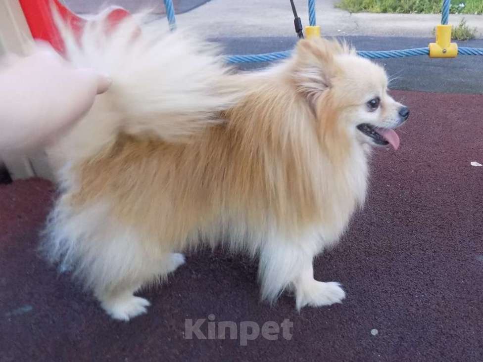 Собаки в Москве: Немецкий шпиц, взрослый мальчик Мальчик, 20 000 руб. - фото 5