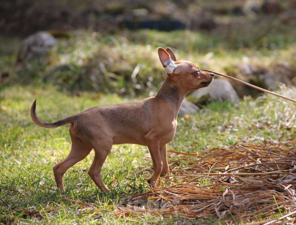 Собаки в Выборге: Щенок русского тоя г\ш девочка Девочка, 60 000 руб. - фото 2