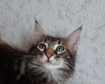 Кошки в Западном Двине: Мальчик породы Мейн кун Мальчик, 20 000 руб. - фото 2