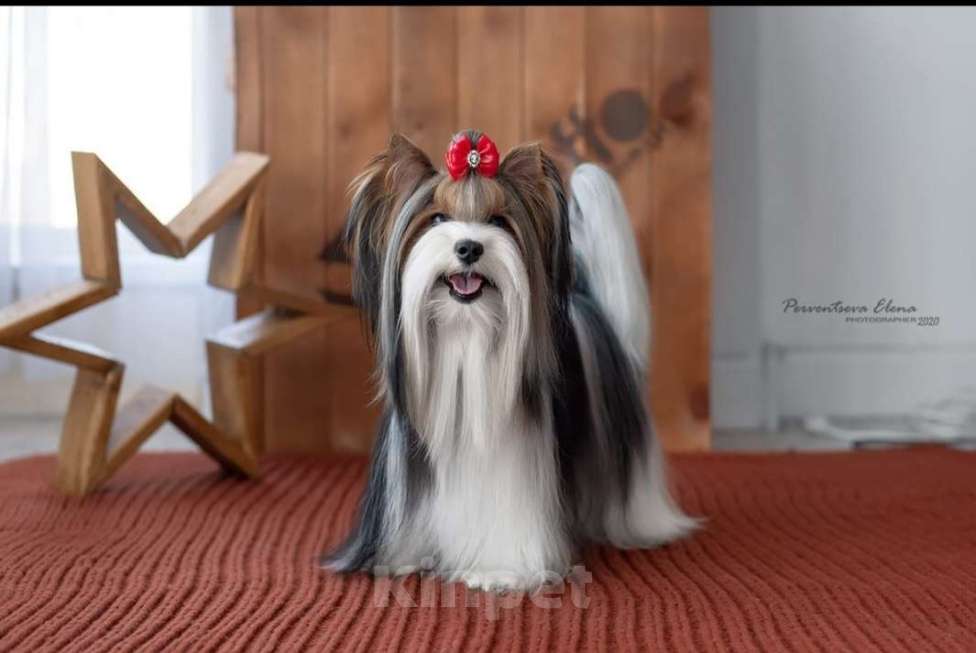 Собаки в Наро-Фоминске: Щенки Бивер-Йорка Мальчик, 45 000 руб. - фото 5