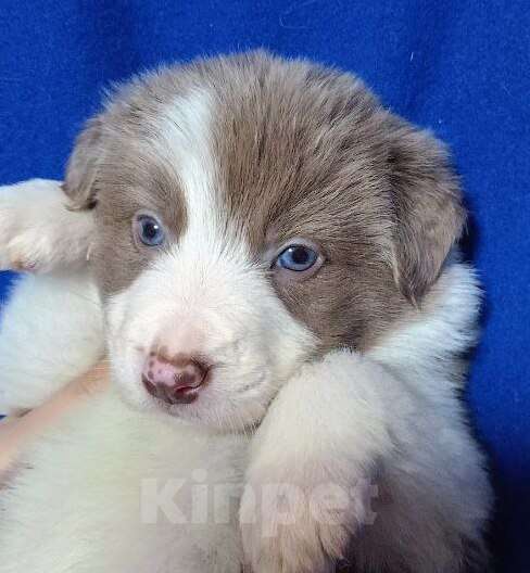 Собаки в Москве: Бордер Колли лиловый Мальчик, 100 000 руб. - фото 2