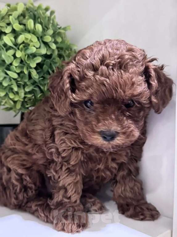 Собаки в Москве: Той пудель тедди девочка Девочка, 150 000 руб. - фото 1