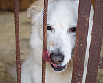 Собаки в Голицыно: 🌟 Алмаз ищет свою звезду! 🌟 Мальчик, Бесплатно - фото 5