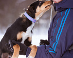 Собаки в Солнечногорске: Щенок в добрые руки Мальчик, Бесплатно - фото 6