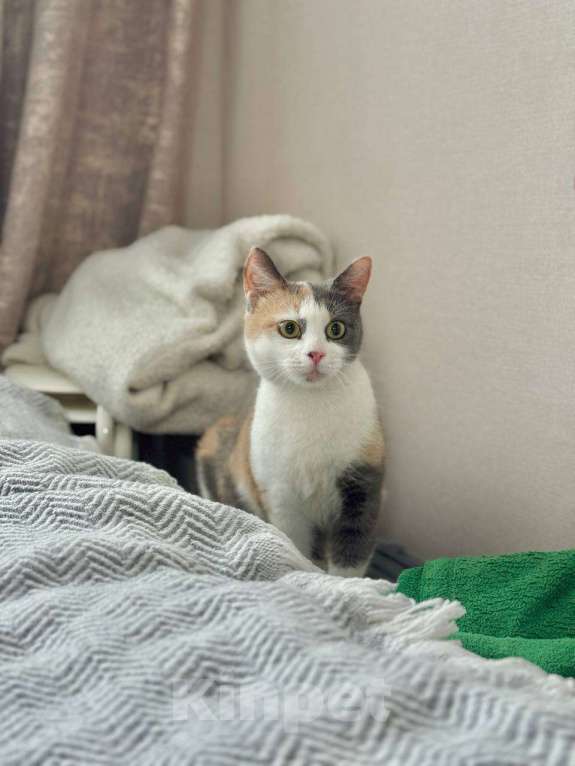 Кошки в Москве: Смешная кошечка Рикса ищет дом Девочка, Бесплатно - фото 6