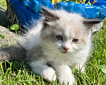 Кошки в Люберцах: Котята породы Регдолл Мальчик, 50 000 руб. - фото 3