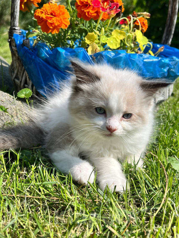 Кошки в Люберцах: Котята породы Регдолл Мальчик, 50 000 руб. - фото 3