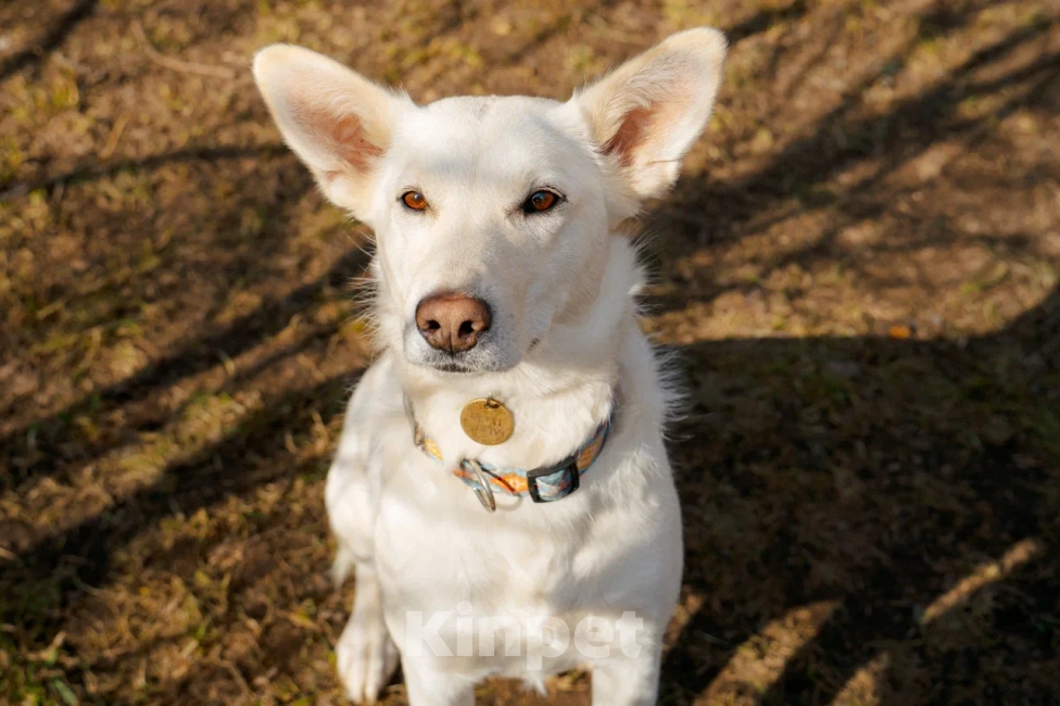 Собаки в Красногорске: Молоденькая Белочка 1,5 года ищет дом Девочка, Бесплатно - фото 2