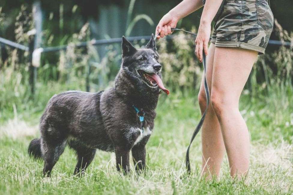 Собаки в Москве: Шанти Девочка, Бесплатно - фото 4