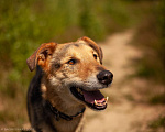 Собаки в Москве: Джой Мальчик, Бесплатно - фото 10