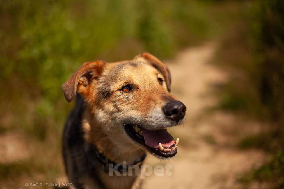 Собаки в Москве: Джой Мальчик, Бесплатно - фото 10
