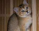 Кошки в Волгограде: Шотландские котята Девочка, 35 000 руб. - фото 8