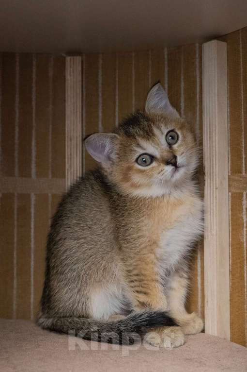 Кошки в Москве: Шотландские котята Девочка, 35 000 руб. - фото 4