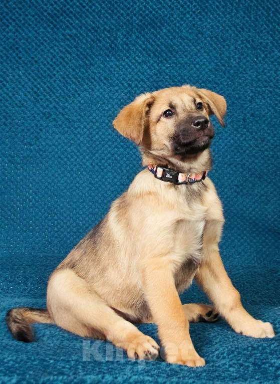 Собаки в Москве: Трогательные щеночки (3 мес.) срочно ищут дом Мальчик, Бесплатно - фото 2