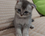Кошки в Люберцах: Шотландские чистокровные котята  Мальчик, 8 000 руб. - фото 6