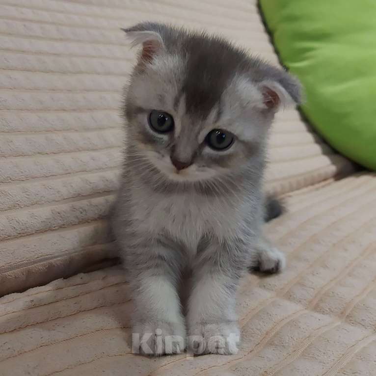 Кошки в Люберцах: Шотландские чистокровные котята  Мальчик, 8 000 руб. - фото 6