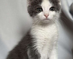 Кошки в Москве: Котята ищут дом. Мальчик, Бесплатно - фото 2