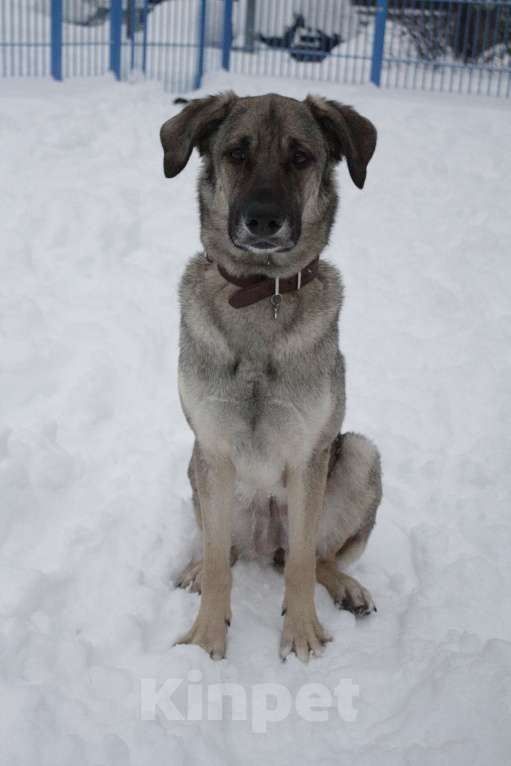 Собаки в Балашихе: Ласковая молодая собака в добрые руки. Москва и МО Девочка, Бесплатно - фото 4
