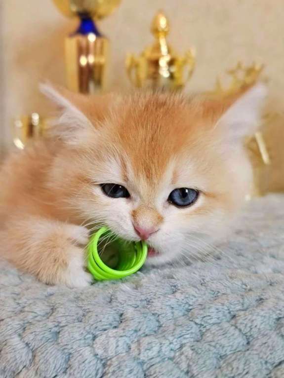 Кошки в Хабаровске: Британская девочка ny 12 золотая шиншилла Девочка, 50 000 руб. - фото 4