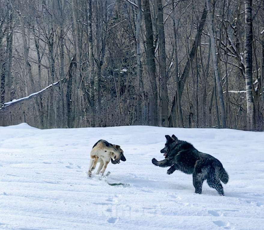 Собаки в Москве: Шикарный щенок мальчик бесплатно Мальчик, Бесплатно - фото 2