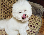 Собаки в Казани: Бишон ищет новый, дом Мальчик, 50 000 руб. - фото 2
