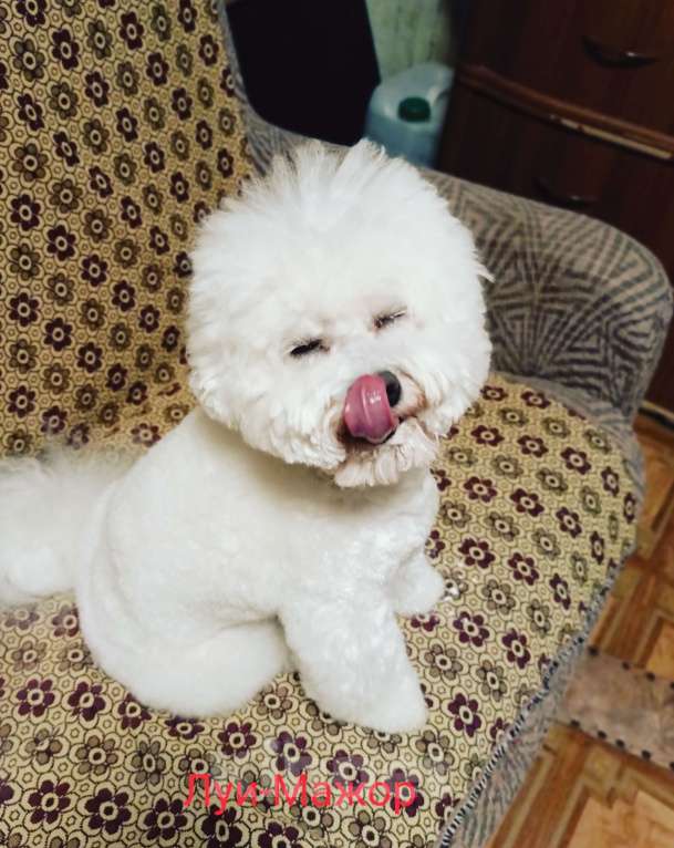 Собаки в Казани: Бишон ищет новый, дом Мальчик, 50 000 руб. - фото 2