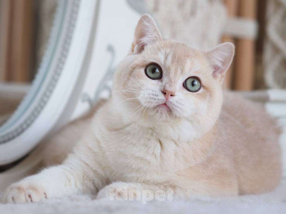 Кошки в Москве: Британский котенок Раф Мальчик, 150 000 руб. - фото 9
