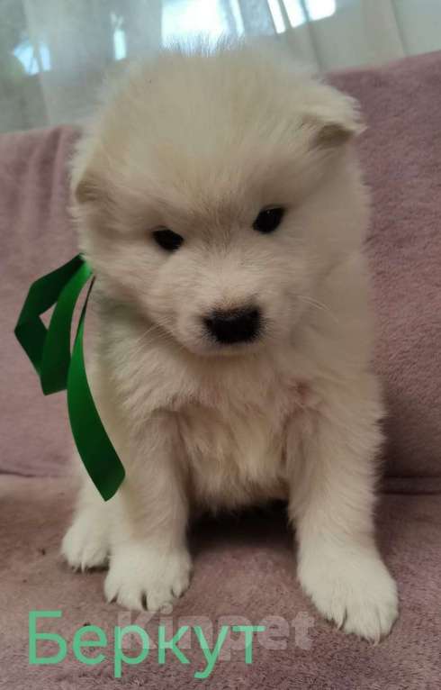 Собаки в Подольске: Щенки самоеда Мальчик, 50 000 руб. - фото 2