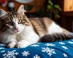 Кошки в Санкт-Петербурге: Ласковая кошка Девочка, Бесплатно - фото 3