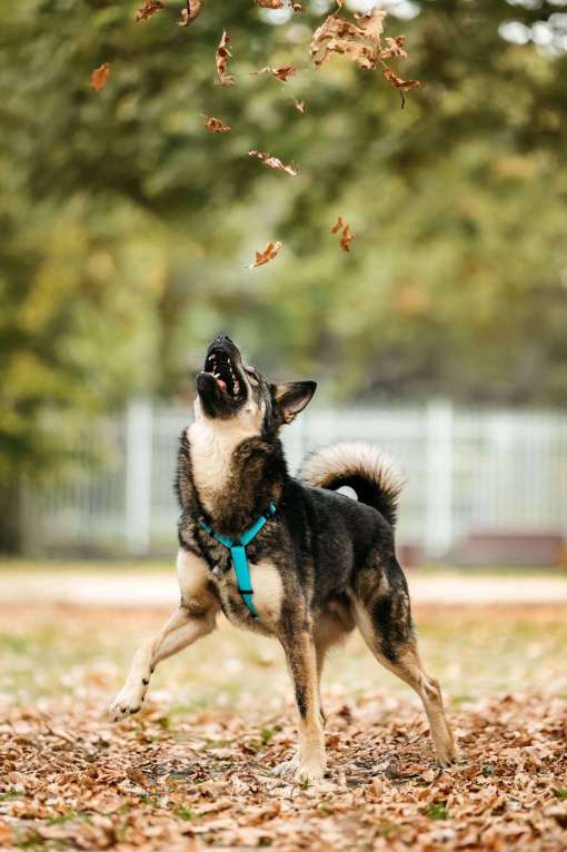 Собаки в Москве: Бубоня - микс добродушия и нежности, в поиске семьи ! Мальчик, Бесплатно - фото 6