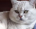 Кошки в Талдоме: Кот вязка. Порода - британская серебристая шиншилла затушеванная, красавец!  Мальчик, Бесплатно - фото 1