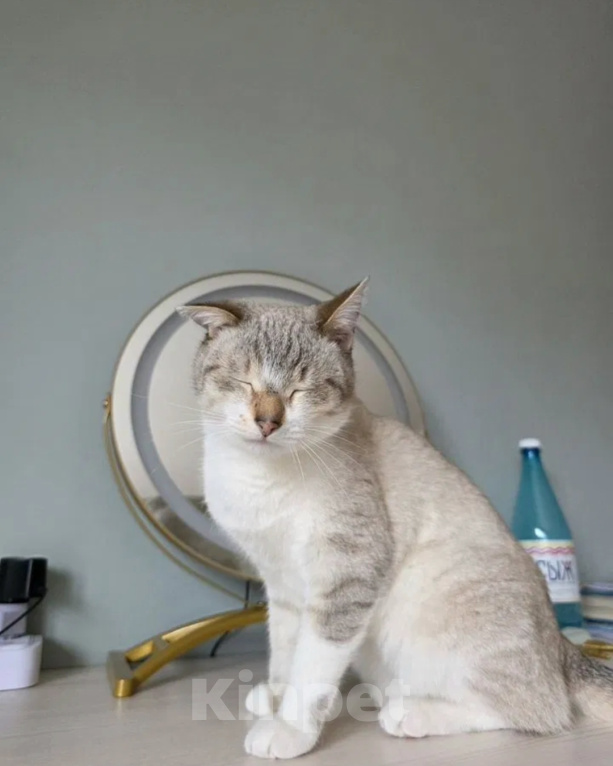 Кошки в Калтане: Отдам котика Мальчик, Бесплатно - фото 2
