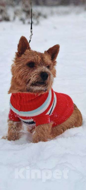 Собаки в Новосибирске: Вязка Мальчик, Бесплатно - фото 2