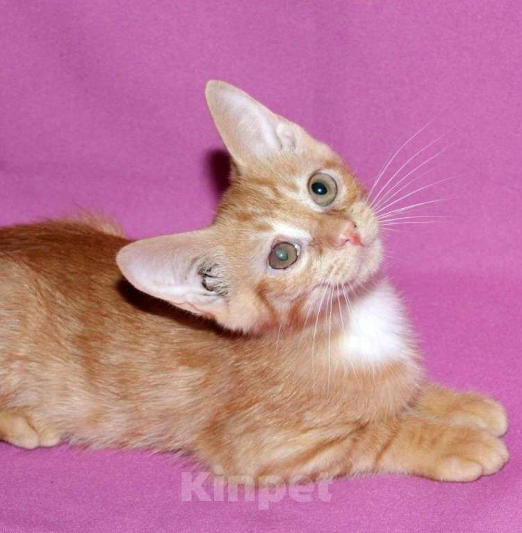 Кошки в Москве: Маленького котенка никто не хочет брать из-за глазика 💔 Мальчик, Бесплатно - фото 2