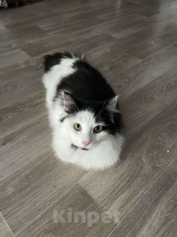 Кошки в Красноярске: Отдам котиков в добрые ручки  Мальчик, Бесплатно - фото 1