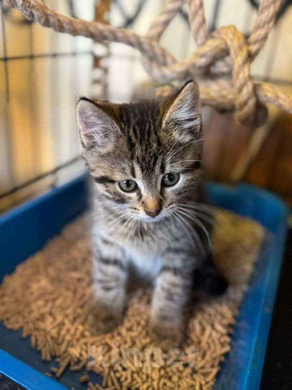 Кошки в Москве: Милый котёнок в добрые руки  Мальчик, Бесплатно - фото 3