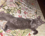 Кошки в Щербинке: Бесплатно британец Лёва  Мальчик, Бесплатно - фото 3