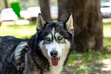 Аляскинский хаски