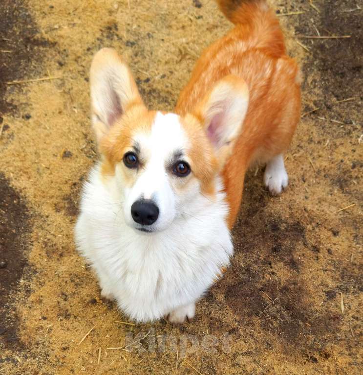 Собаки в Москве: Просто красавчик Мальчик, 35 000 руб. - фото 2