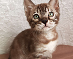 Кошки в Краснодаре: Очень красивый мальчик угольная сепия Мальчик, Бесплатно - фото 4