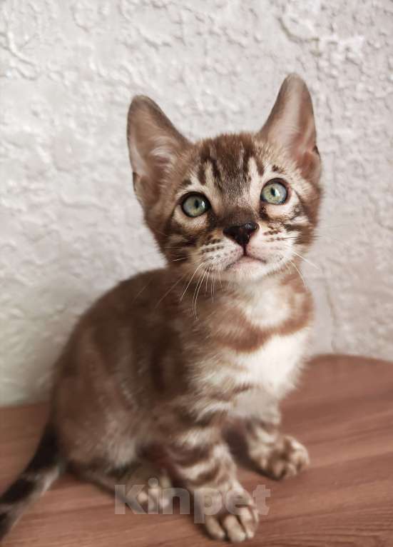 Кошки в Краснодаре: Очень красивый мальчик угольная сепия Мальчик, Бесплатно - фото 4