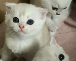 Кошки в Москве: Вислоухая красотка Девочка, 20 000 руб. - фото 2
