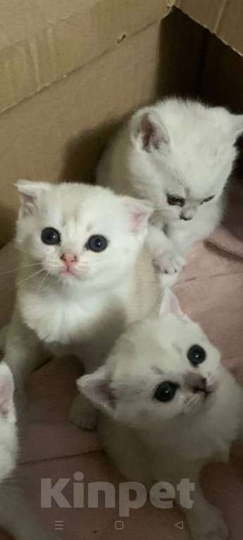 Кошки в Москве: Вислоухая красотка Девочка, 20 000 руб. - фото 2